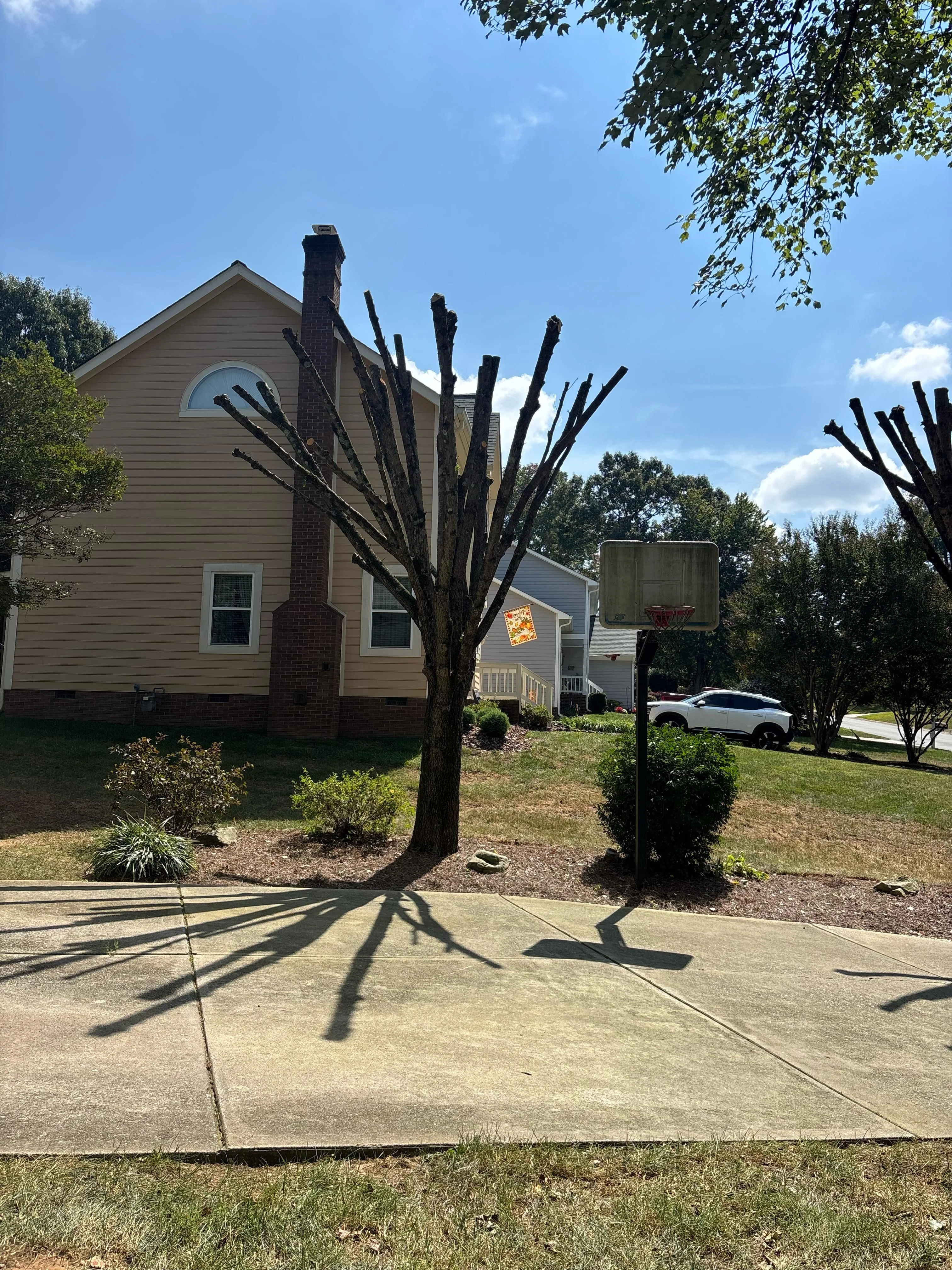 Ruben Tree services gallery 8
