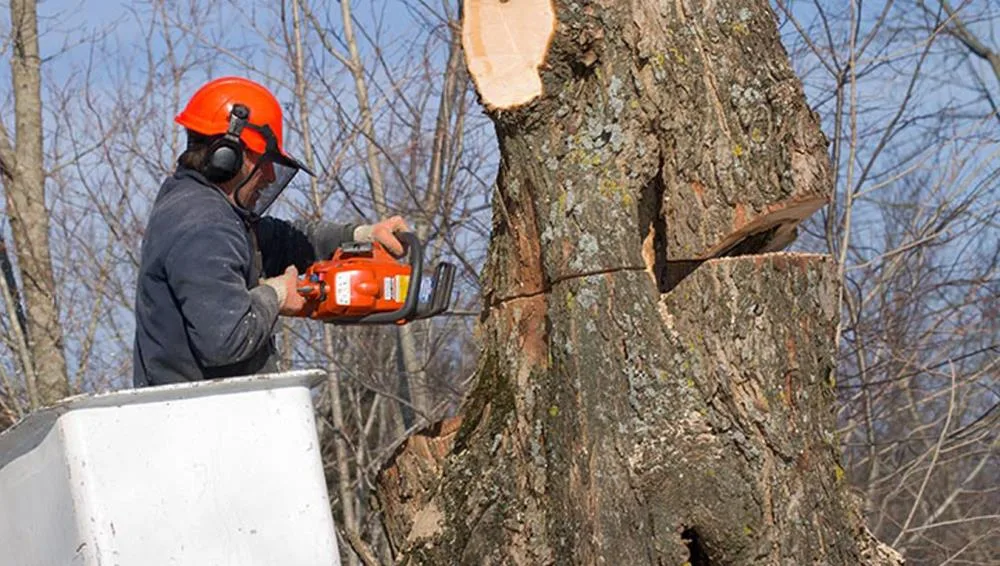Salas Tree Service