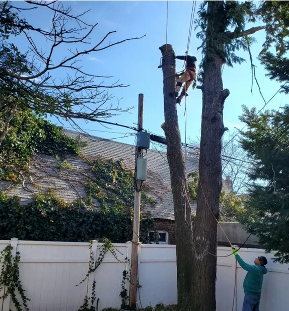 Samudaworth Tree Services in Brooklyn: How to Decide Scope for Emergency Tree Removal and Stump Grinding