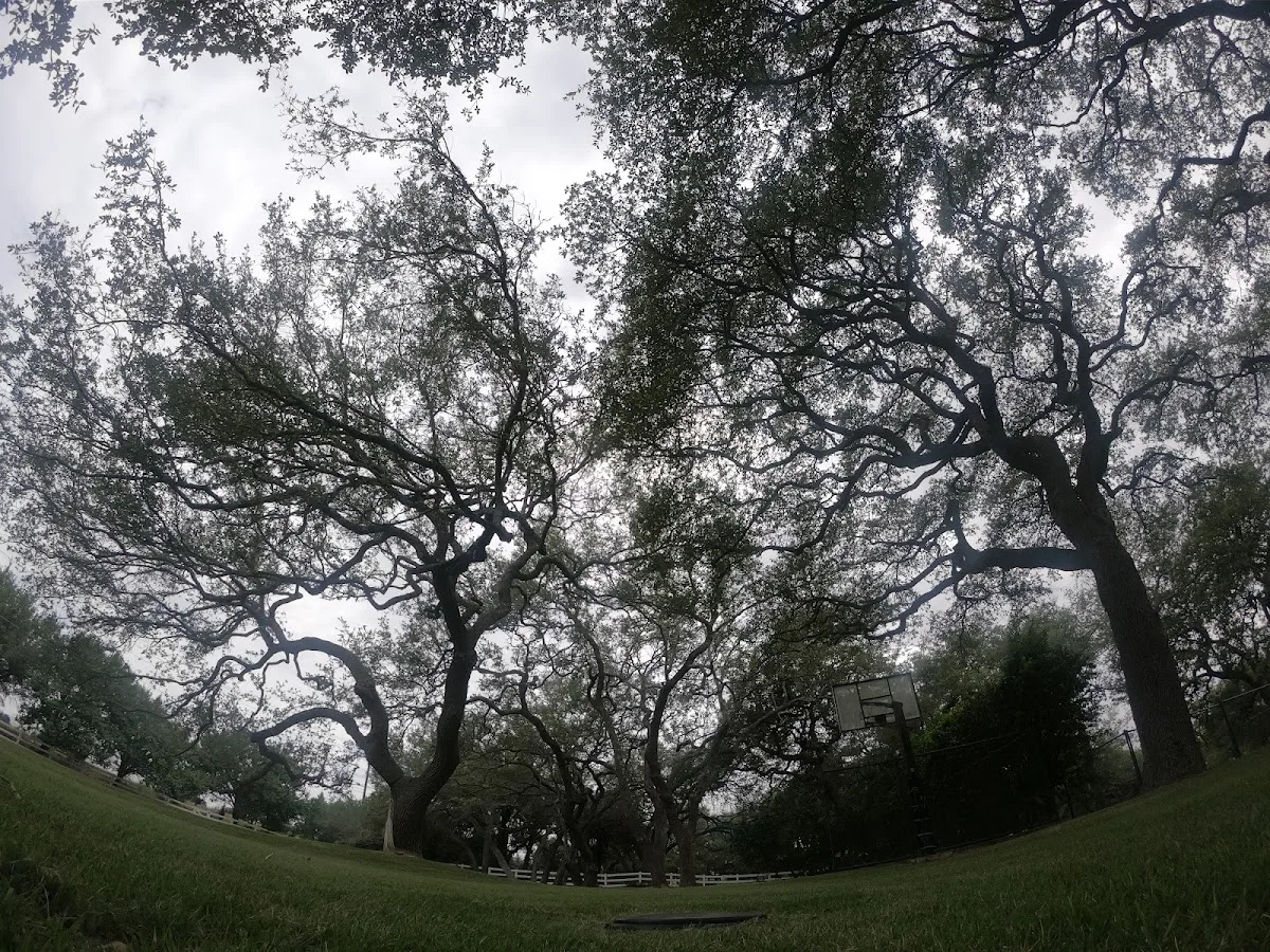 San Antonio Tree Surgeons