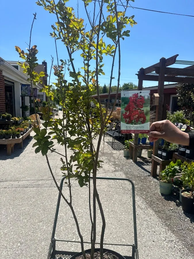 Santos Tree Services gallery 2