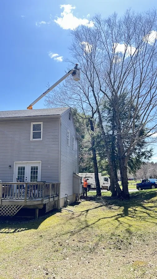 SavATree in South Burlington: Matching Tree Removal, Pruning, or Stump Work to the Job