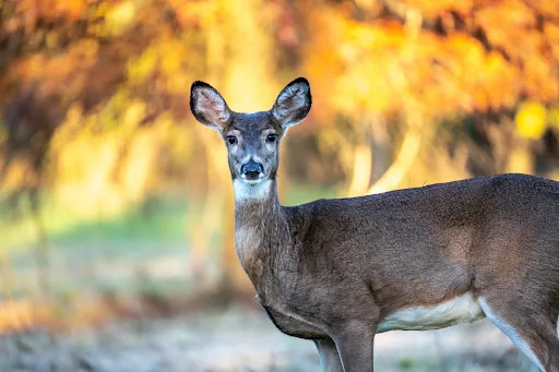 SavATree - Tree Service & Lawn Care gallery 3