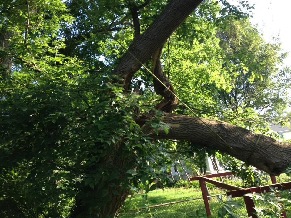 Schwan's Tree Care (Roxbury, MA): What to Confirm Before Approving Emergency Storm Cleanup