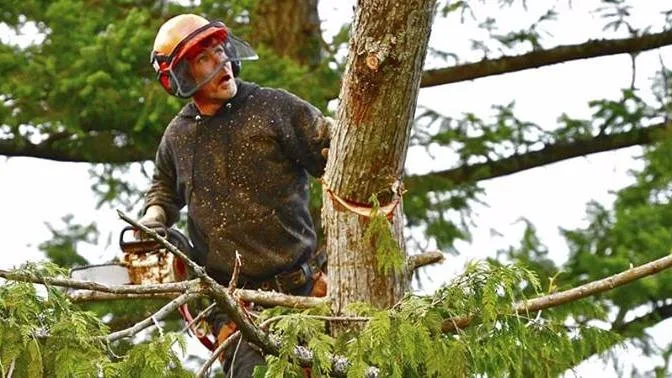 Shifflett Tree Service
