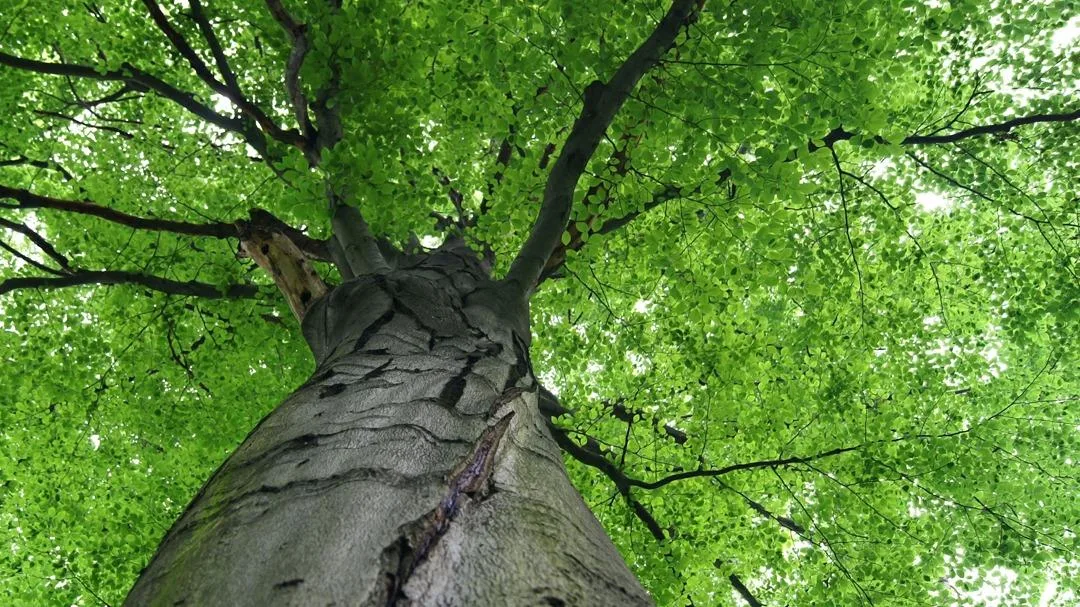 Sidonian Tree Service work site