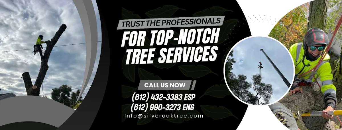 Silver Oak Tree Services