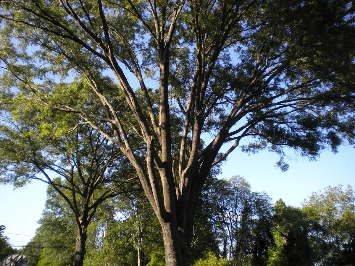 Skyline Tree LLC