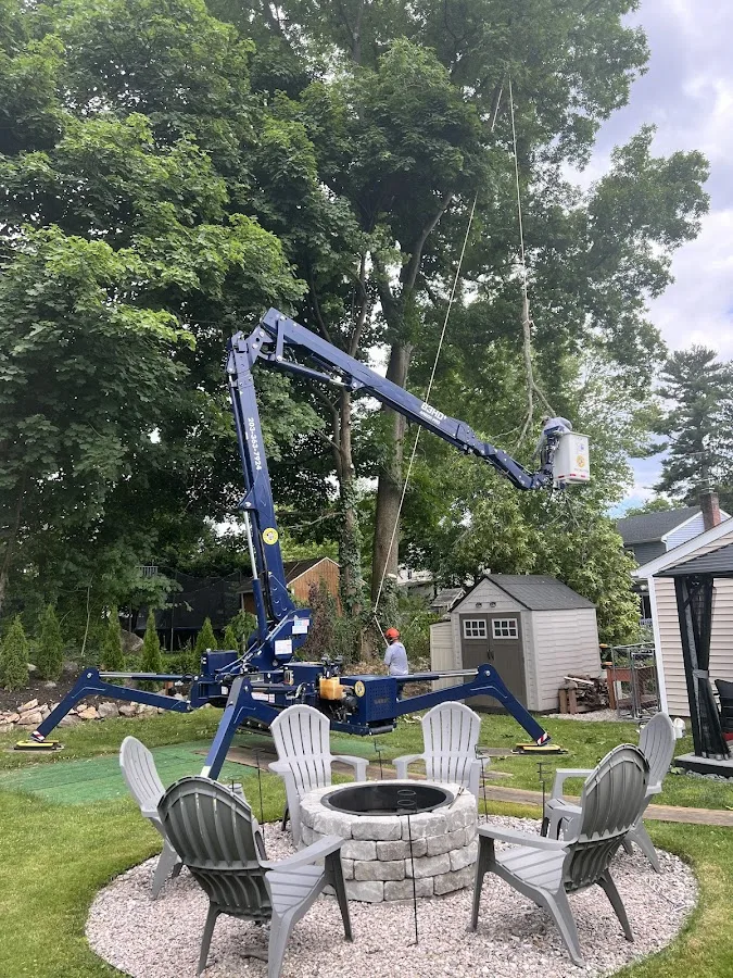 Skyview Tree Removal in Stamford: Defining the Right Work Scope