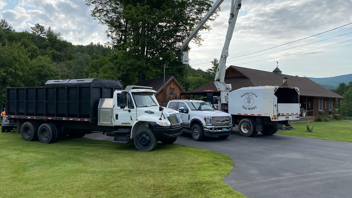 Snapping Turtle Tree Works: Choosing a Light-Touch Tree Plan in Northfield