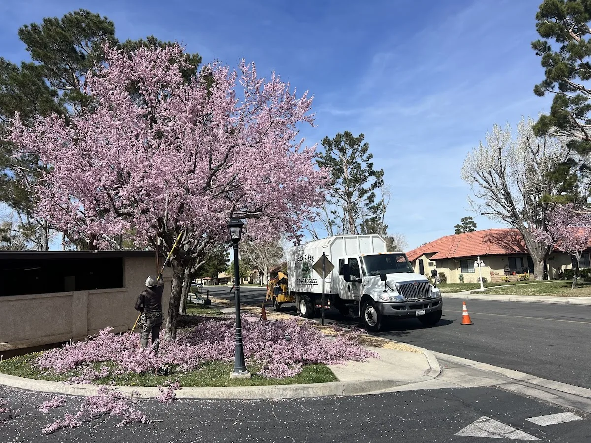 So Cal Arbor Care