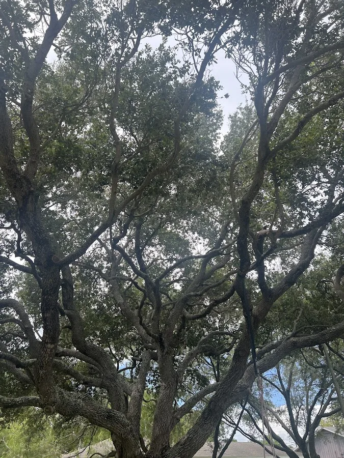 Southern Tree Care