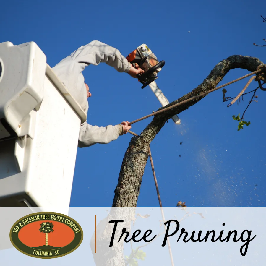 Sox & Freeman Tree Expert Co gallery 2