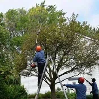 Steve Piper & Sons Tree Service gallery 3