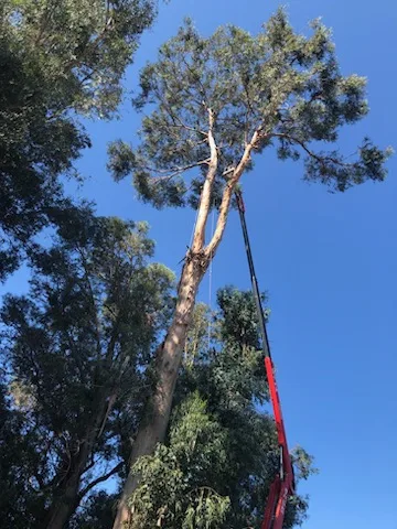 Stockton Tree Surgery