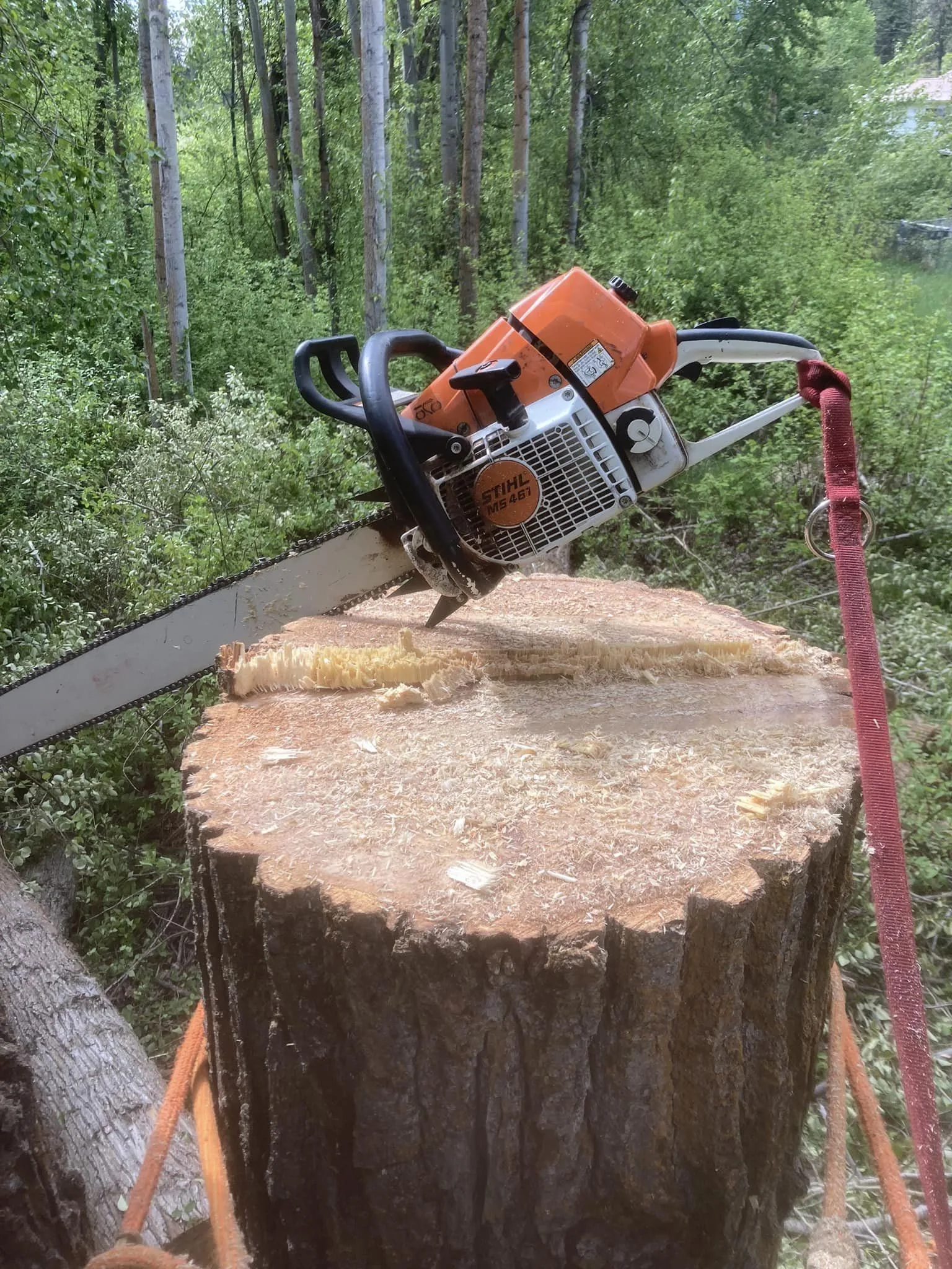 Summit Tree Care LLC gallery 4