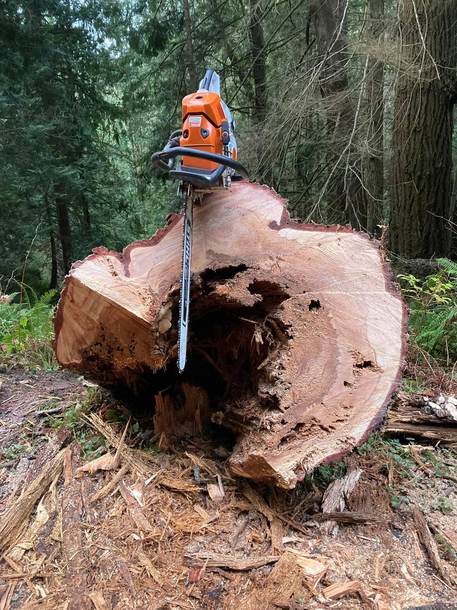 Summit Tree Care LLC gallery 5