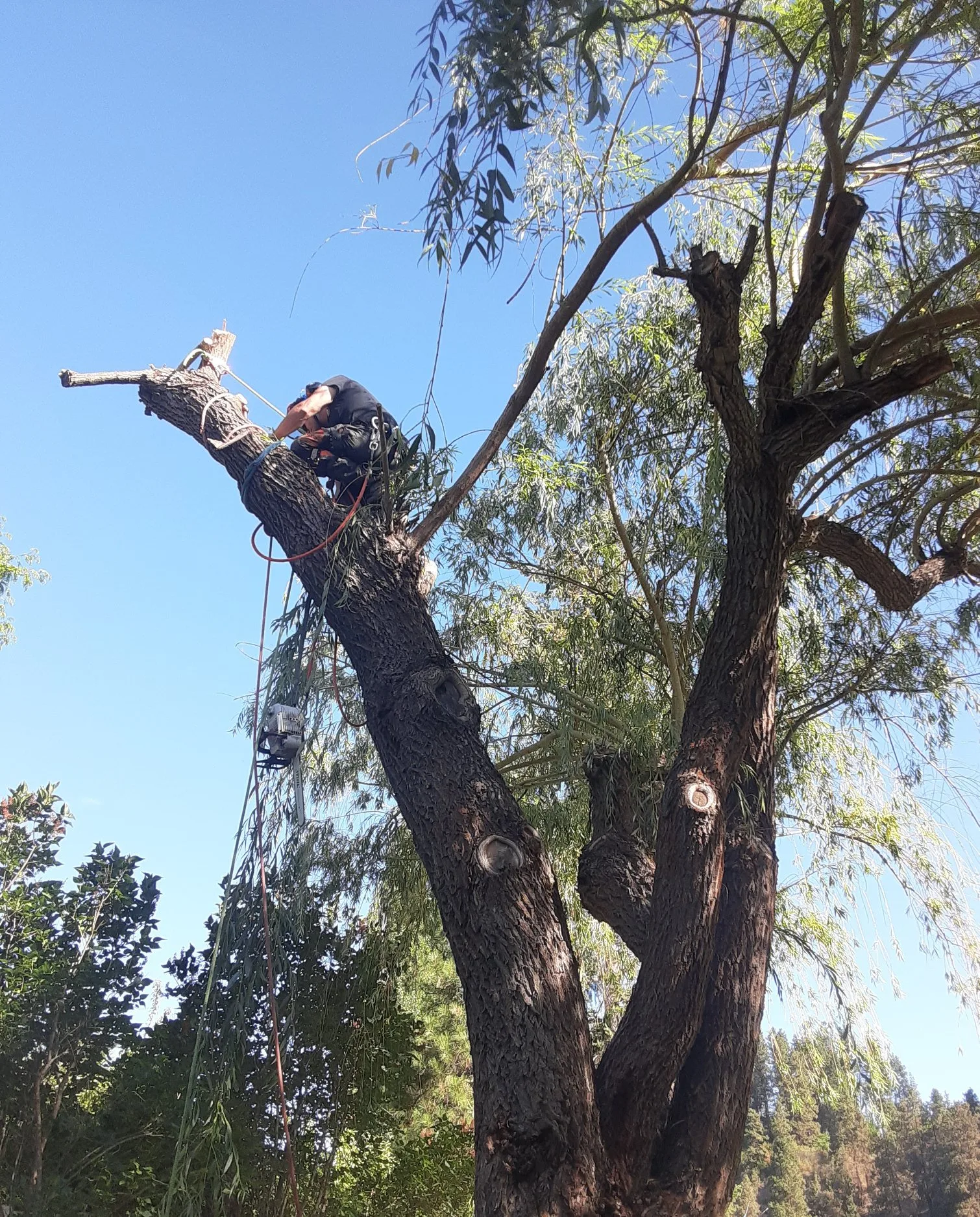 Summit Tree Care LLC gallery 6