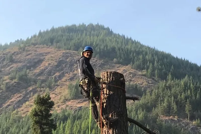 Summit Tree Care LLC gallery 7