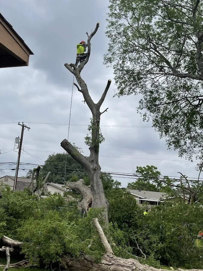 Supreme Tree Service