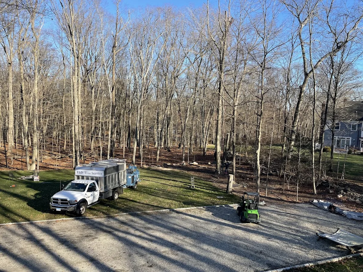 T and D Tree Service in Norwalk: Choosing the Right Tree-Service Scope