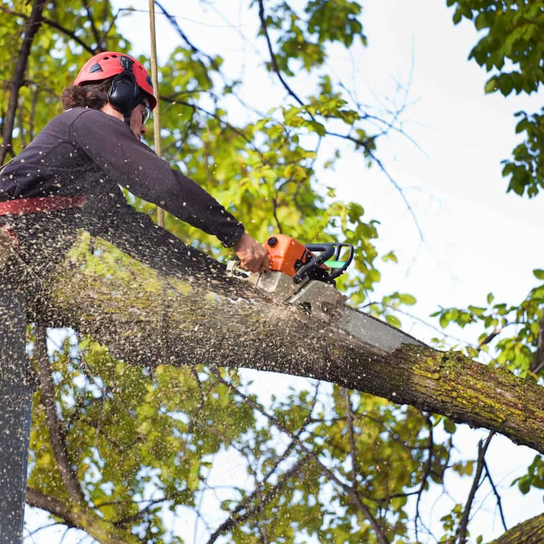 Tackett Tree Service gallery 3