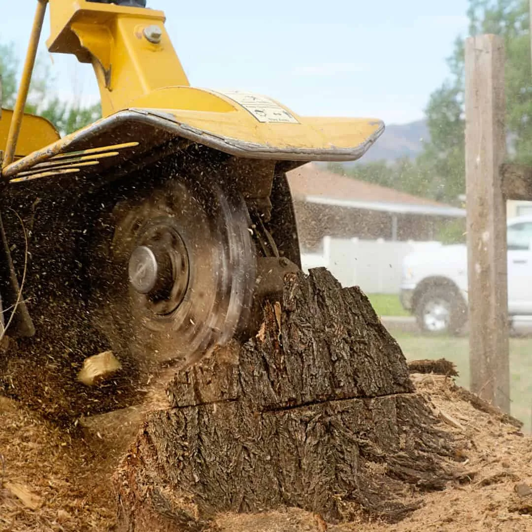 Tackett Tree Service gallery 5