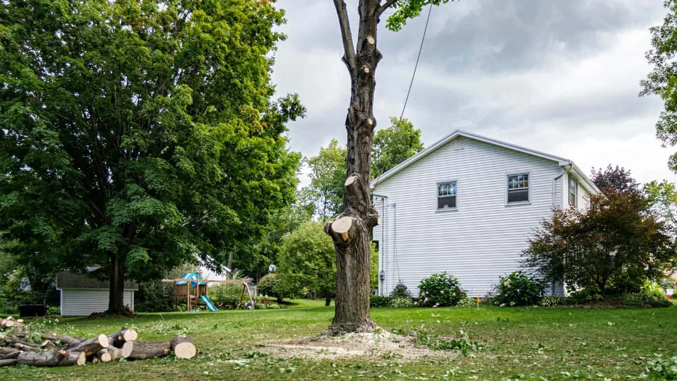 Tackett Tree Service gallery 7