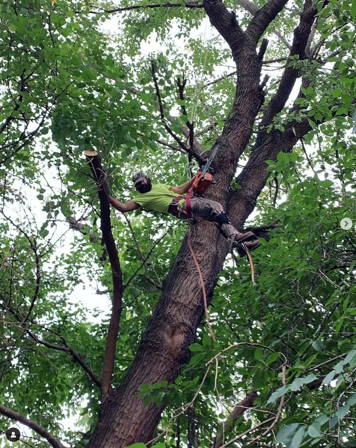 Tarzan Tree Removal, LLC gallery 2