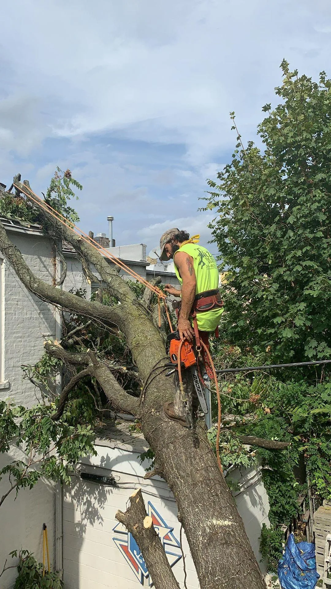 Tarzan Tree Removal, LLC gallery 3