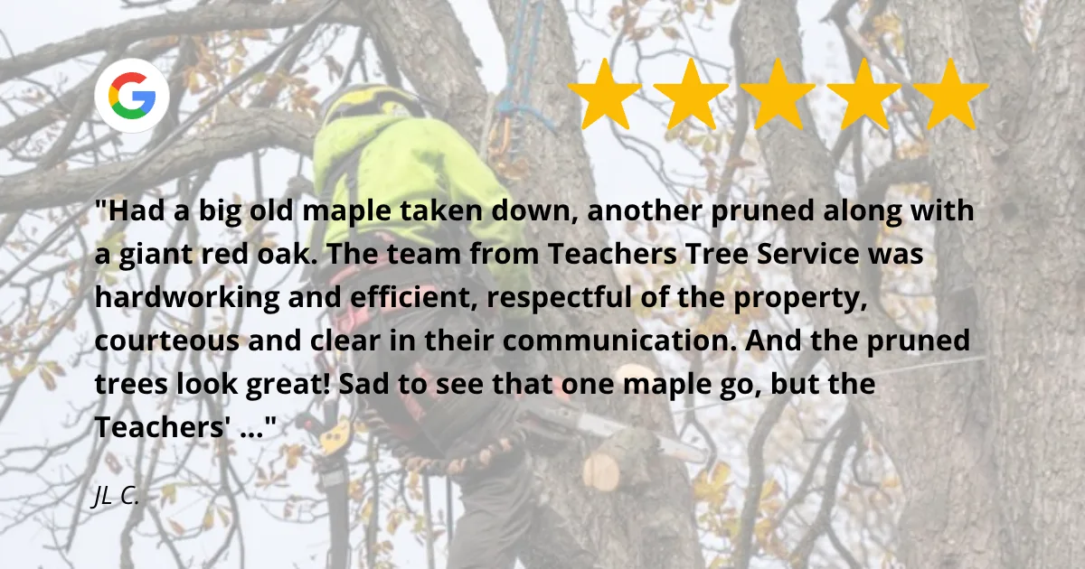 Teachers Tree Service gallery 2