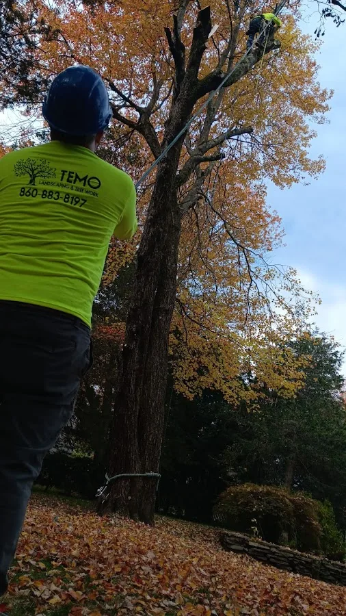 Temo Landscaping & Tree Service in Hartford, CT: How to Verify a Tree Removal or Trim Quote Fits Your Property