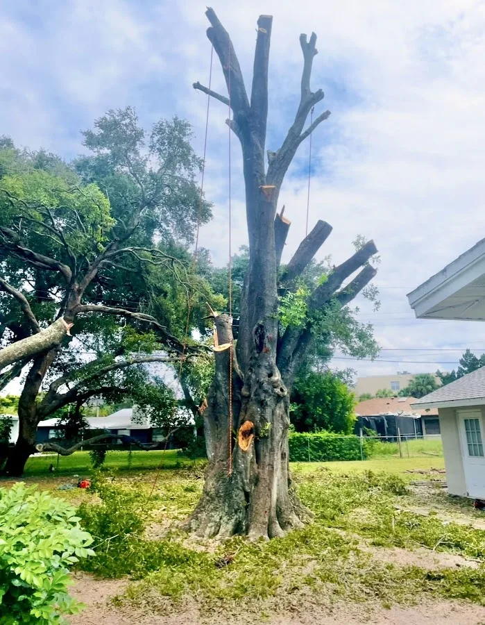Texas Tree Authority