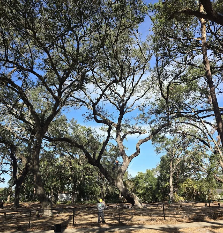 Texas Tree Experts