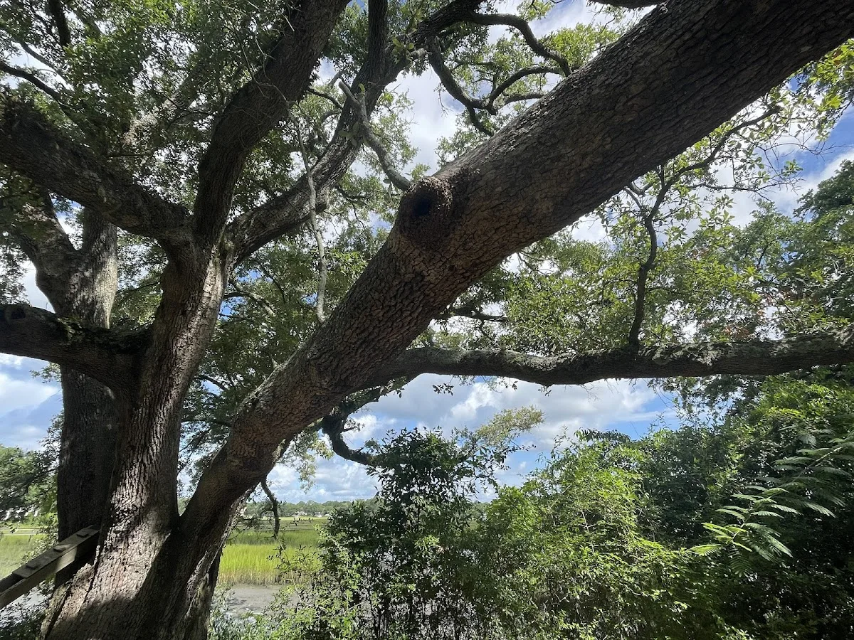 The Charleston Arborist gallery 2