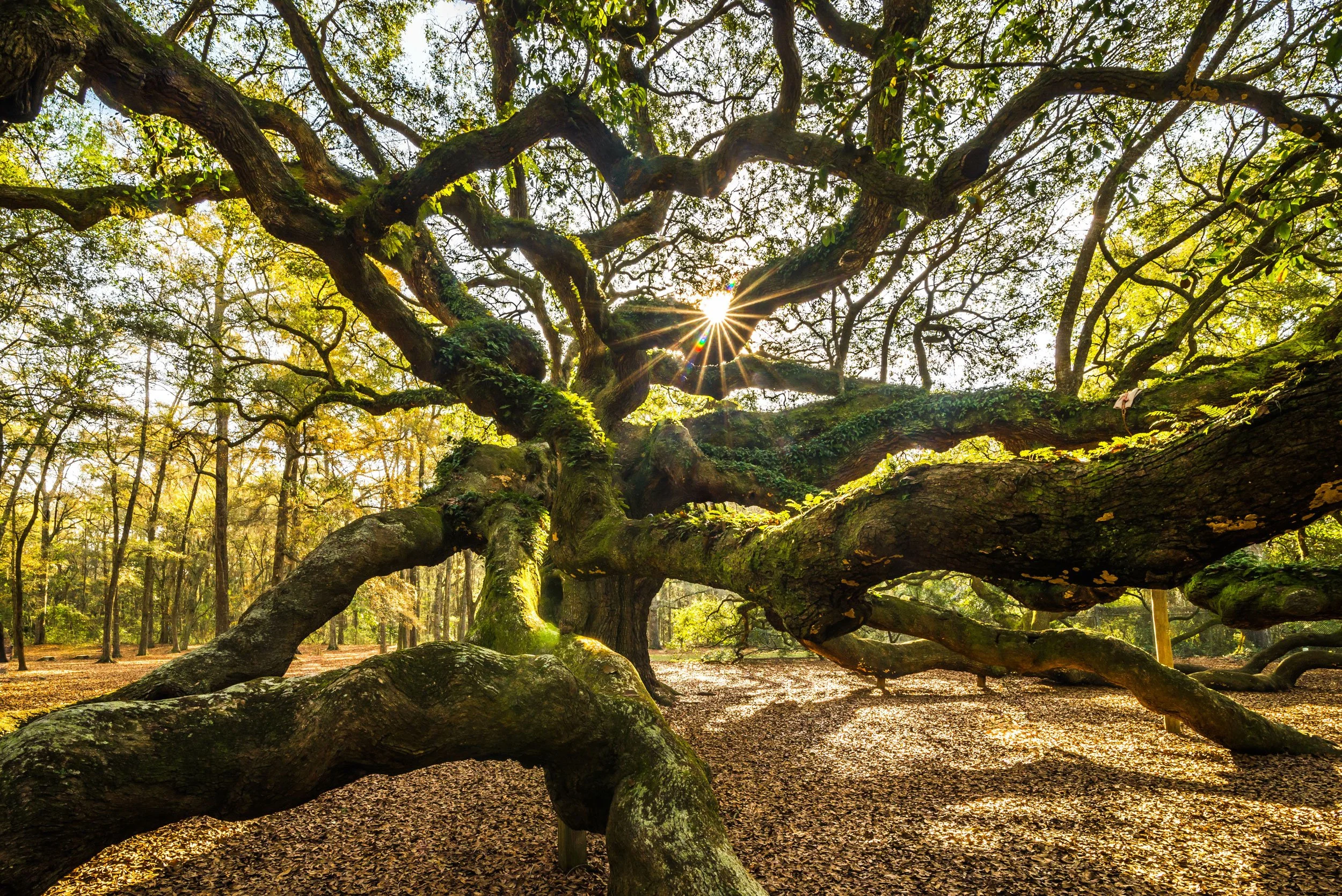 The Charleston Arborist gallery 3
