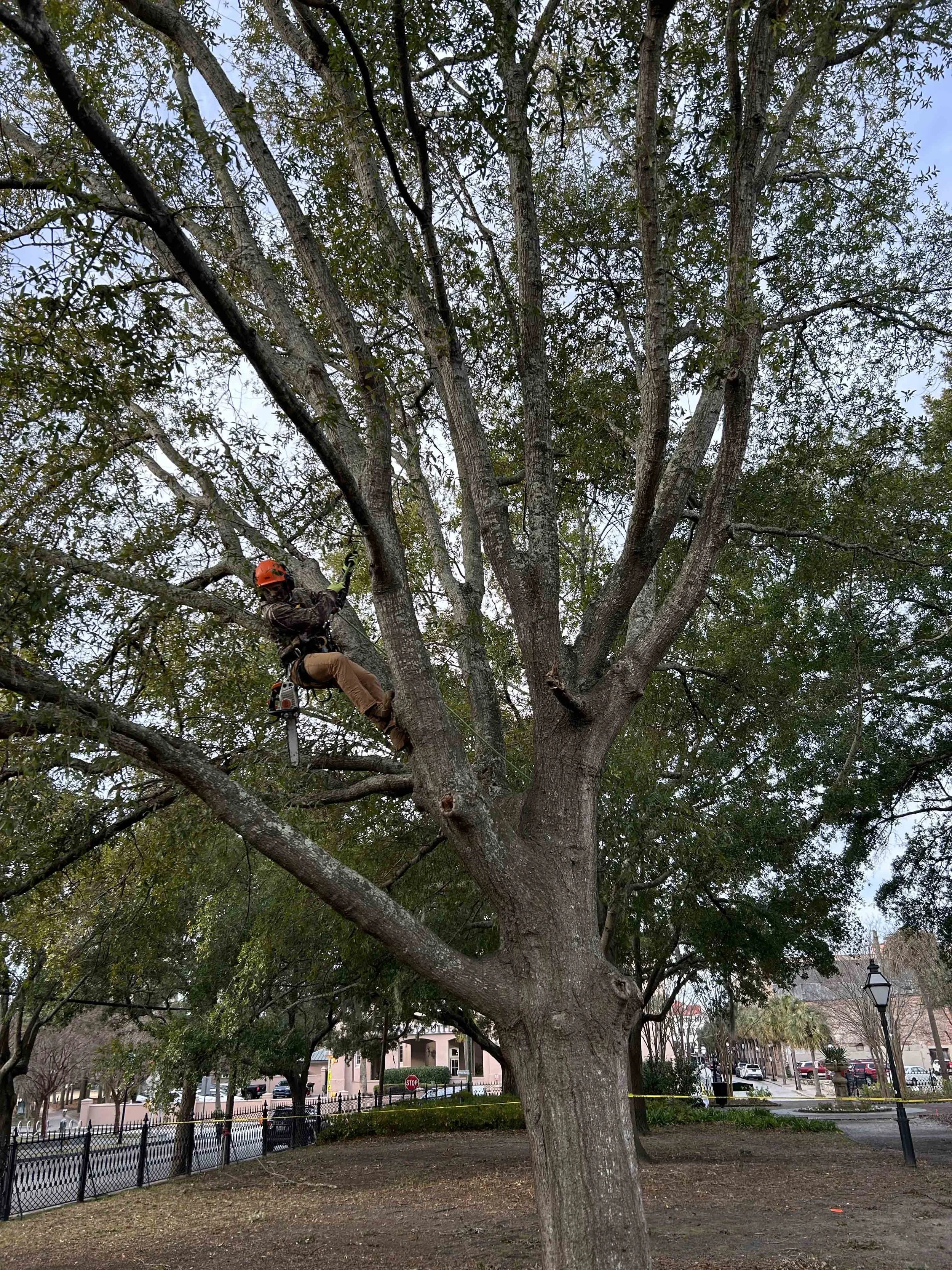 The Charleston Arborist gallery 5