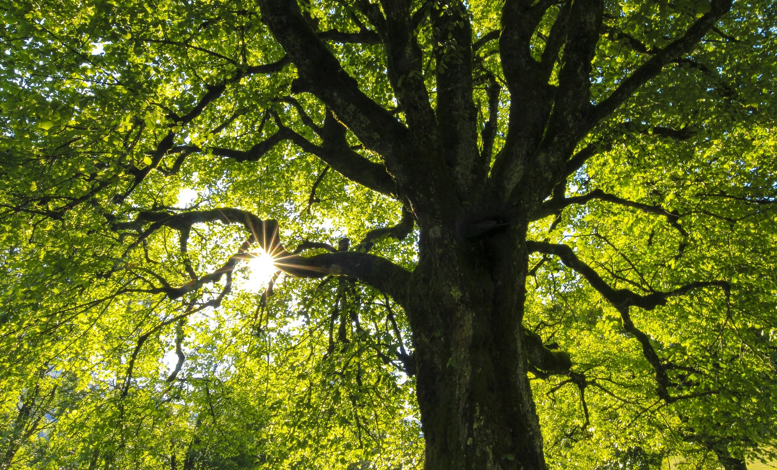 The Charleston Arborist gallery 6