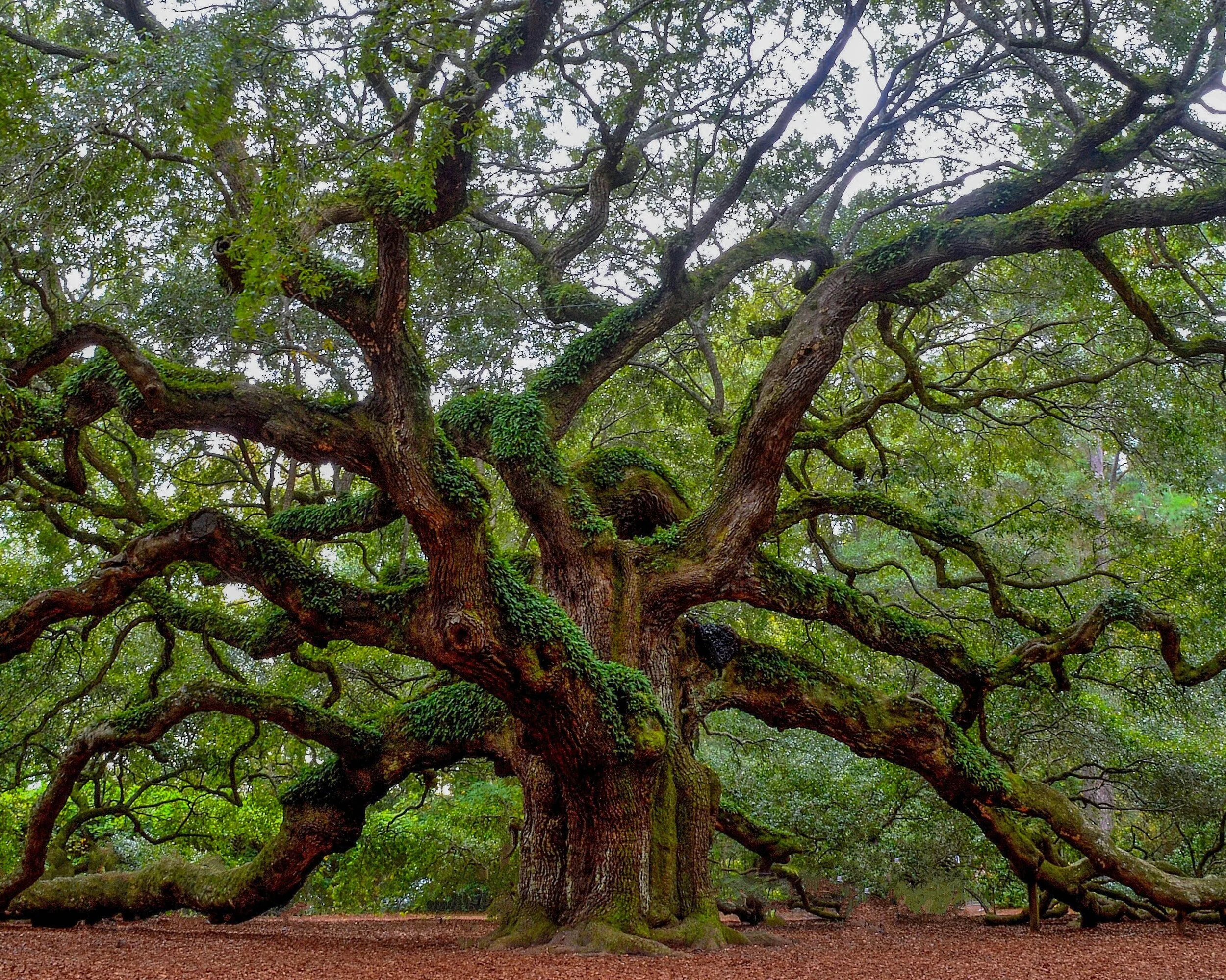 The Charleston Arborist gallery 7
