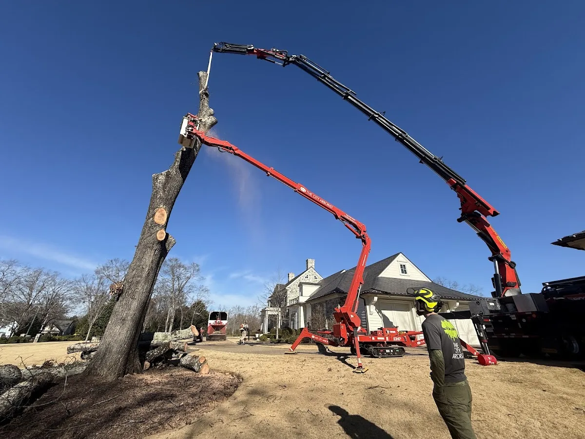The City Arborist, LLC