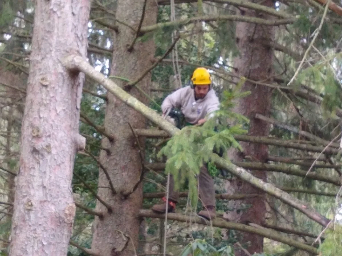 The Davey Tree Expert Company gallery 2