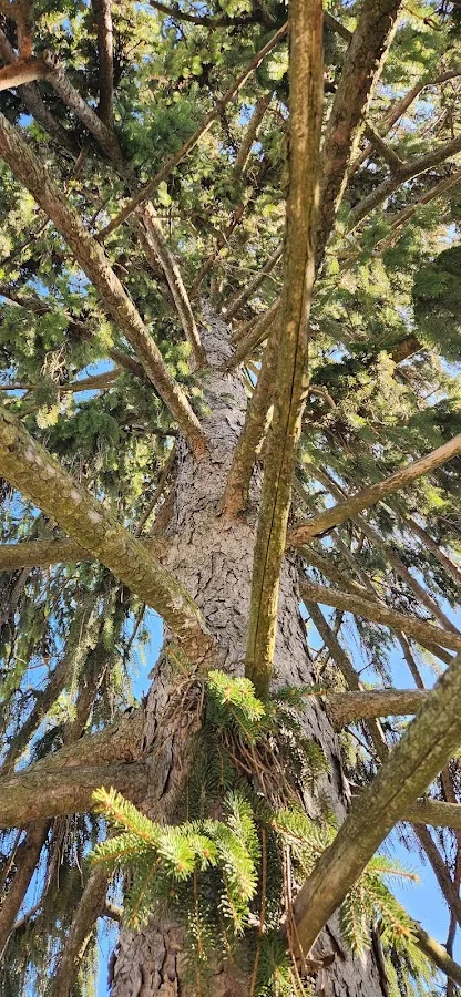 The Industry Standard Tree Service LLC gallery 2