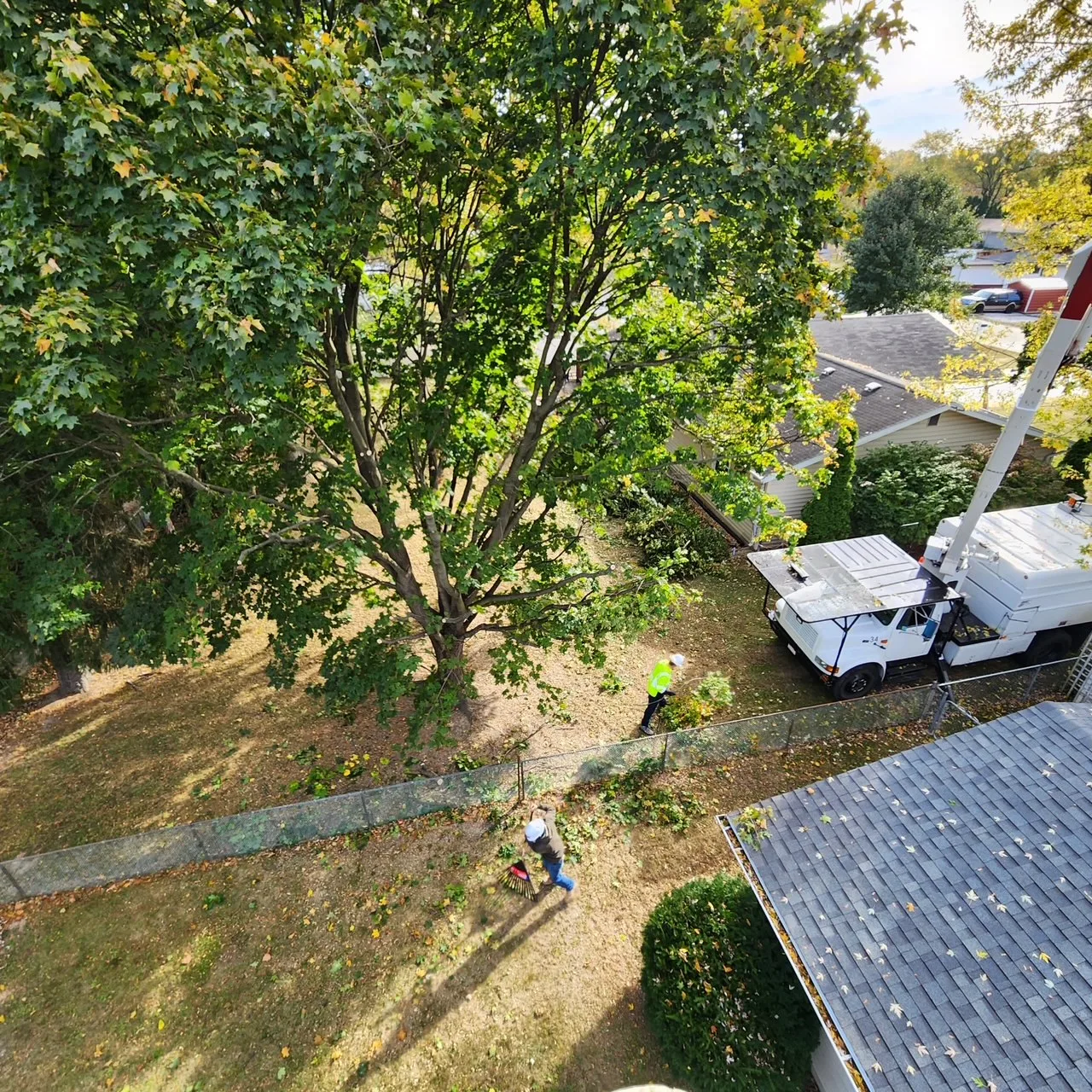 The Industry Standard Tree Service LLC gallery 5