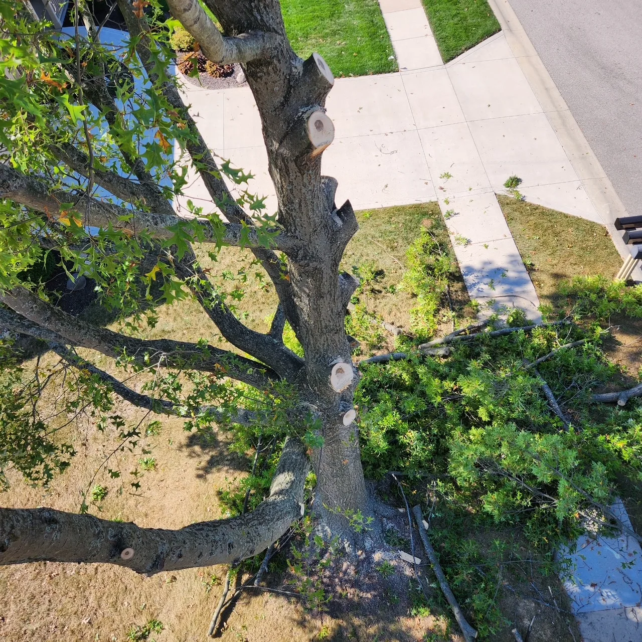 The Industry Standard Tree Service LLC gallery 6