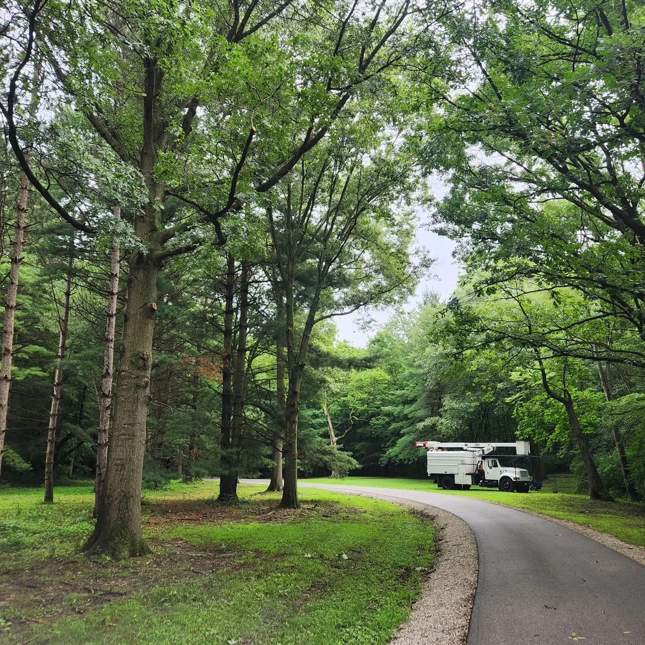 The Industry Standard Tree Service LLC gallery 7