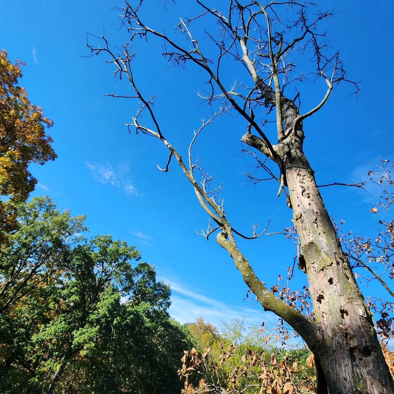 The Industry Standard Tree Service LLC gallery 8