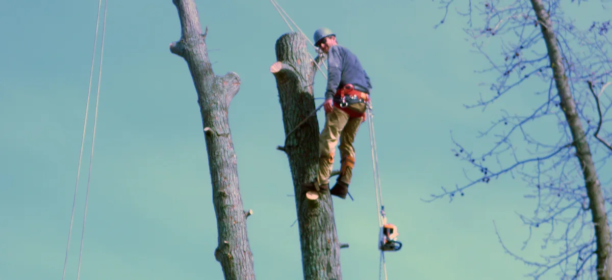 The Whole 9 Tree Service