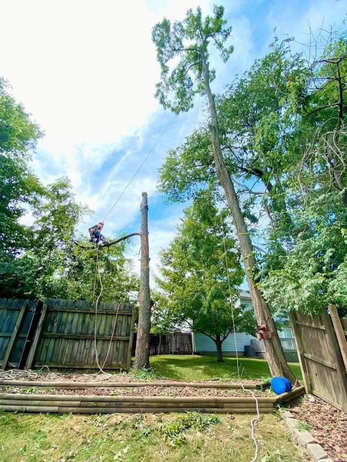 Thomas Tree Care