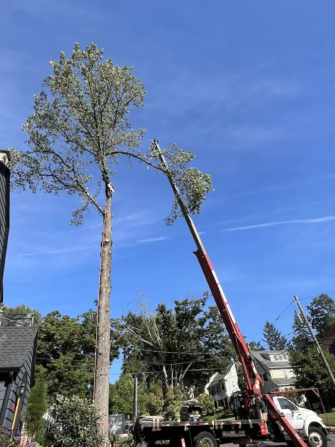 Ticos Tree Experts