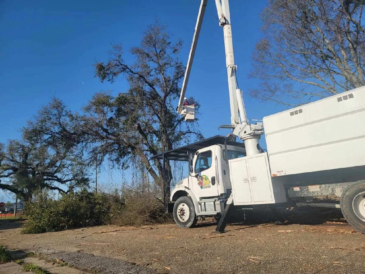 Timber Tree Service work site